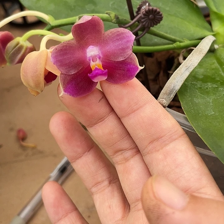 完全开放粉浪漫爪哇狗（5寸杯介意消苞勿拍）