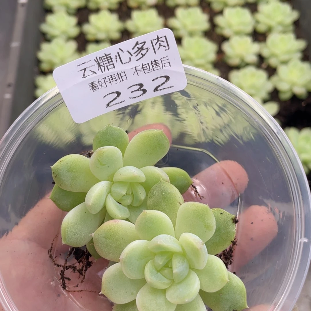 云糖心多肉植物232
