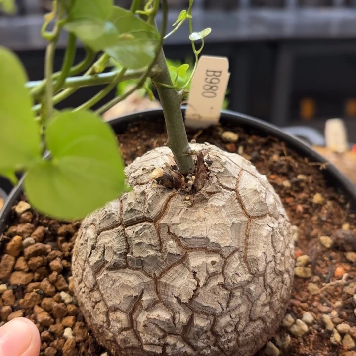 980龟甲龙不退不换