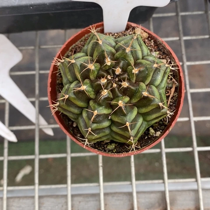 小**七伯克利和格蕾纳等著名音乐