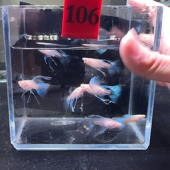 孔雀鱼106号，10条