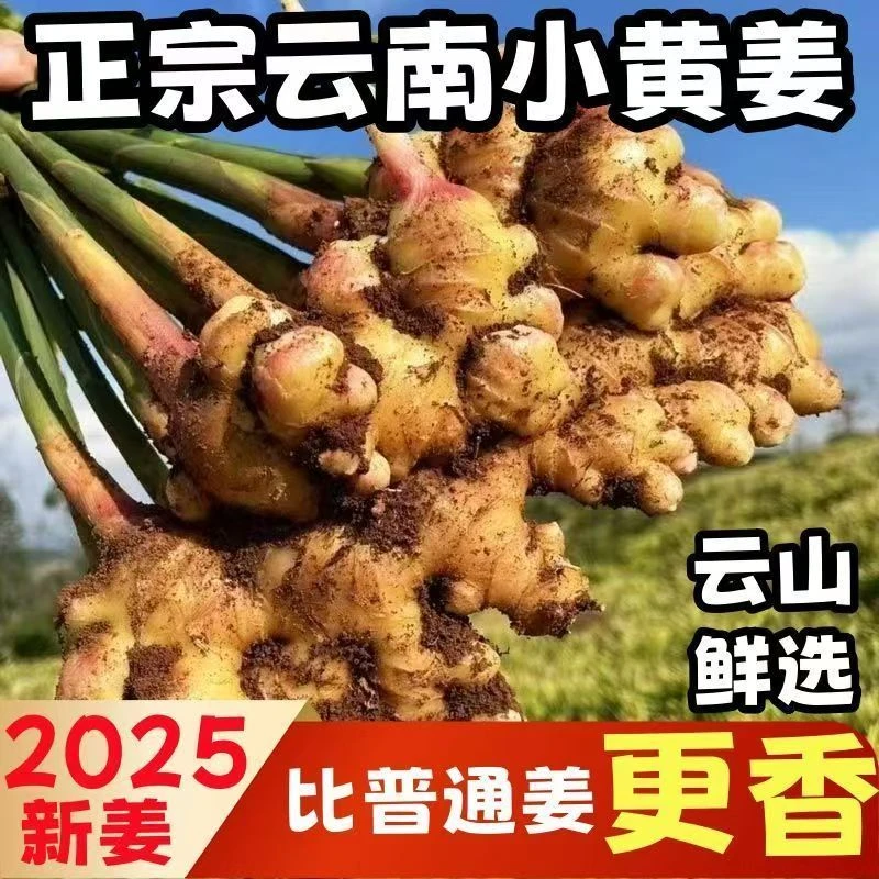 云南小黄姜新姜嫩姜红芽新鲜现挖嫩姜仔姜姜味十足