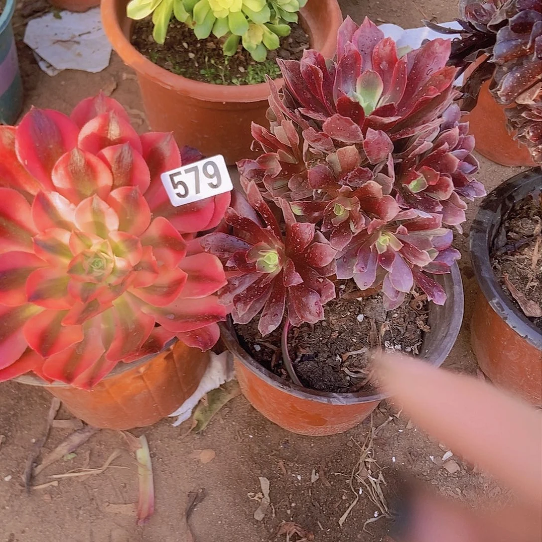 579两个老庄朵朵特价不