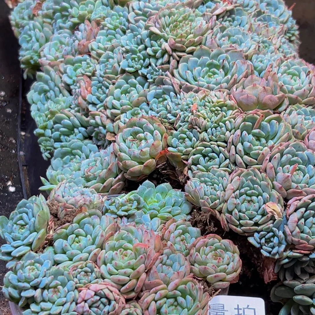 225多肉植物量拍一盒多肉