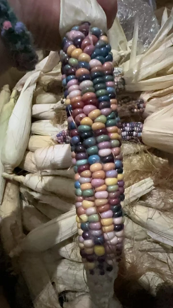 文玩玉米 一物一拍（仅限直播间使用）