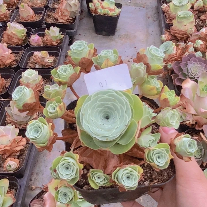 山地玫瑰小情书捧花带盆01