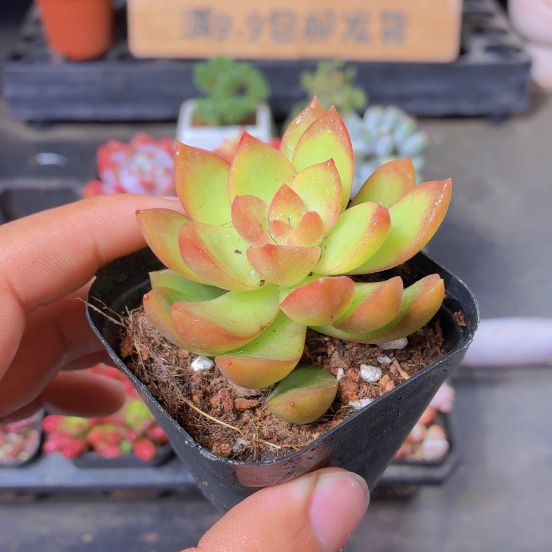 黄丽多肉9.9包邮发货