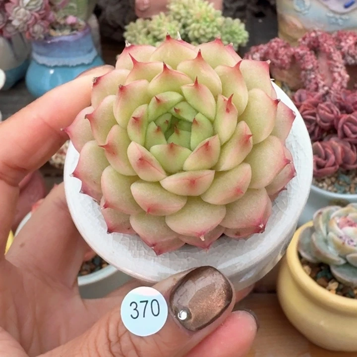 370 多肉含盆土发货 30元包邮 除偏远