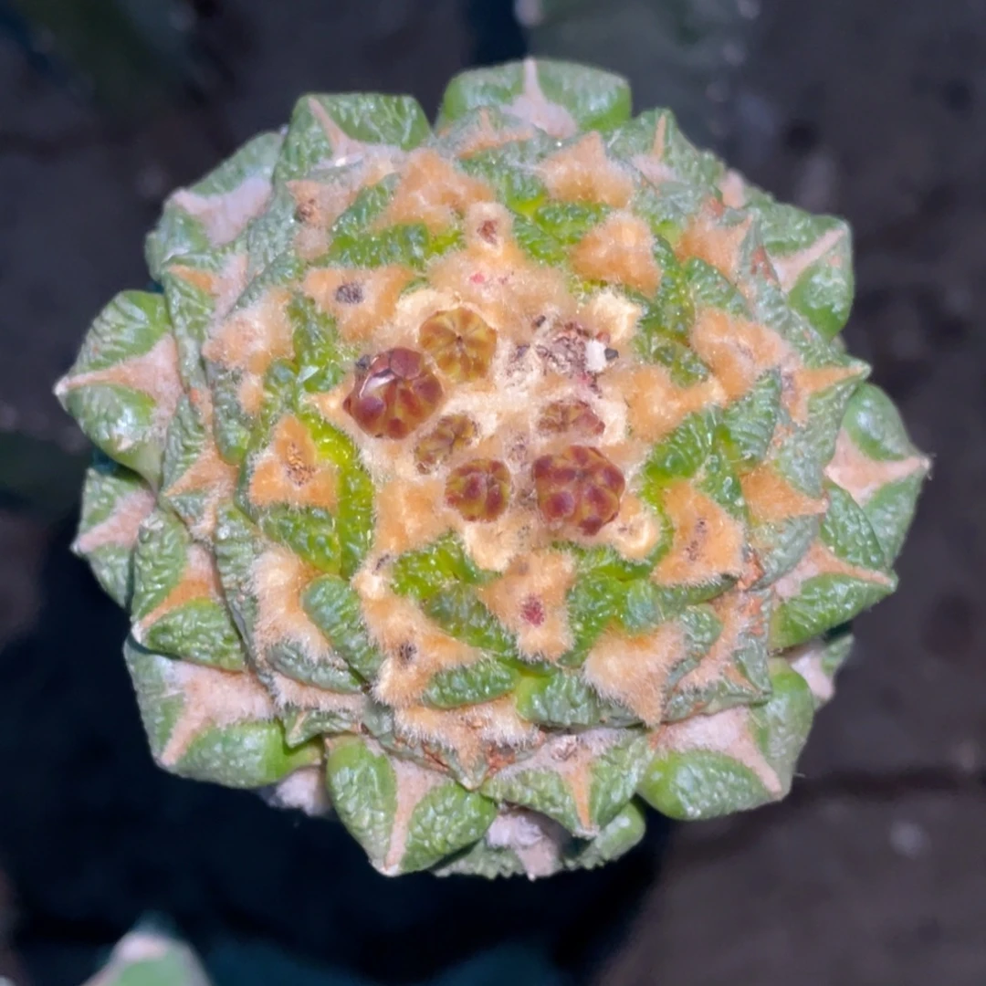 全部花朵大犹黄体黑牡丹锦850