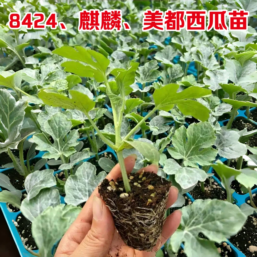 西瓜苗嫁接8424特甜麒麟超甜无籽美都西瓜秧苗盆栽南方庭院西瓜苗