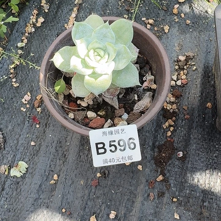 想****字牡丹苹果叶仙女杯