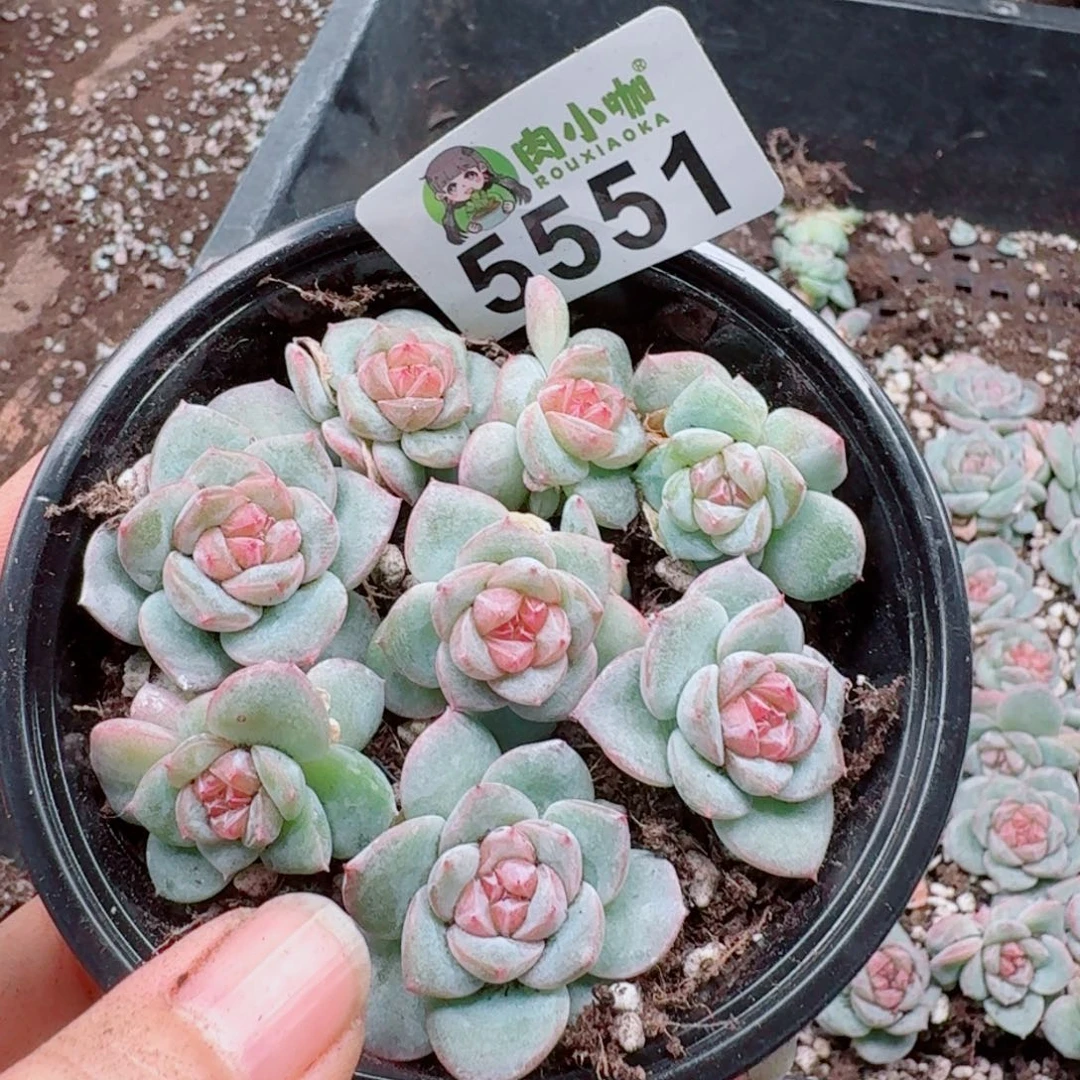 多肉植物多肉植物
