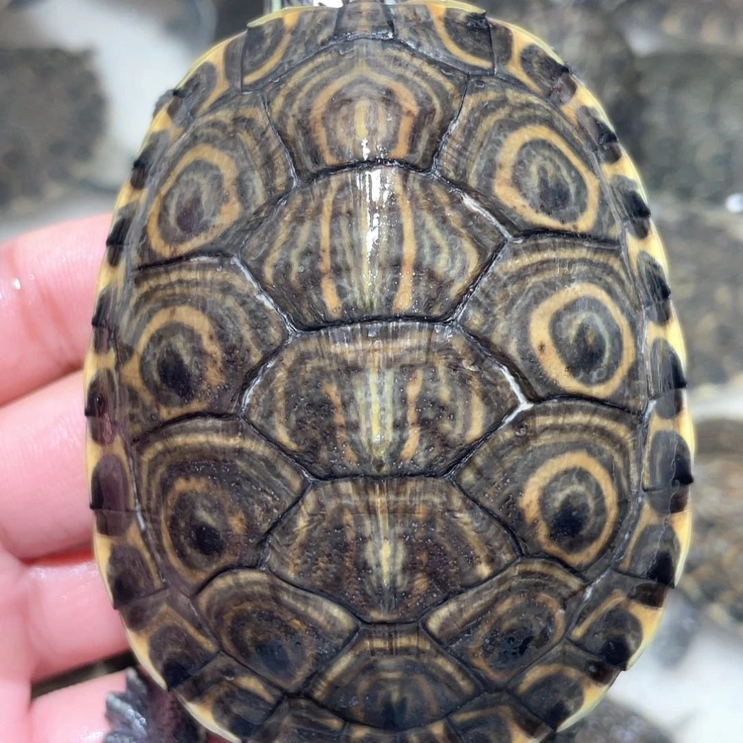 宠物龟不分公母大河咬脖子已好