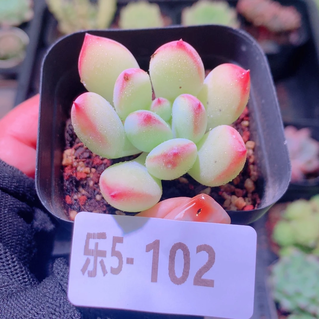 乐然 5-102 蜜糖单头