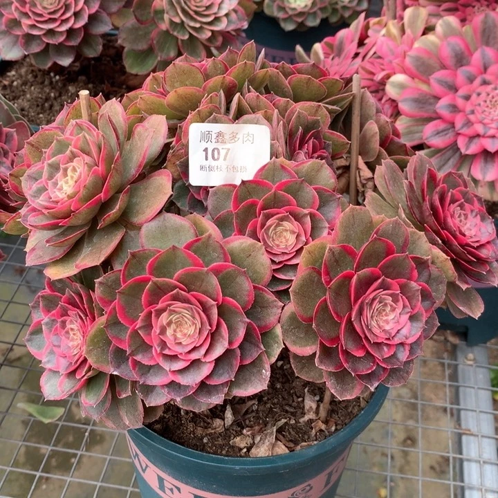 金**串107粉花妖多肉植物