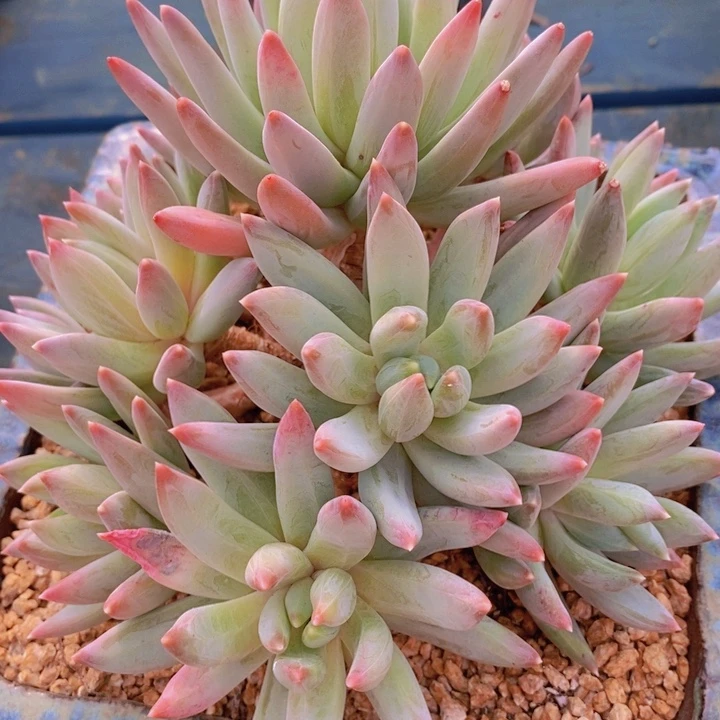 ❄️****这么久不回来也没什么不好