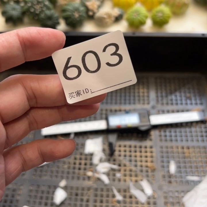 先***覺兜星球仙人球603号