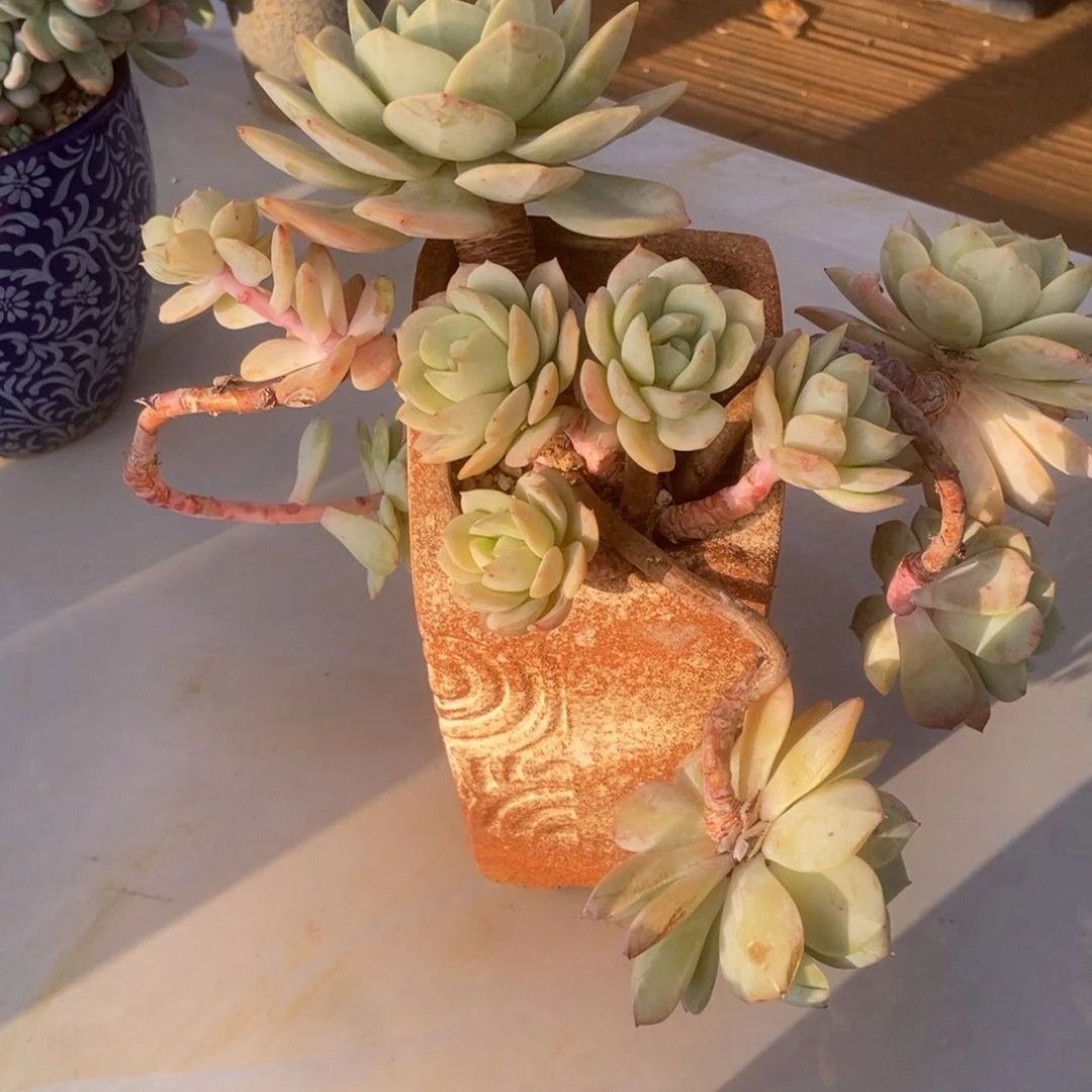 恋曲无砍多肉多肉多肉多肉多肉