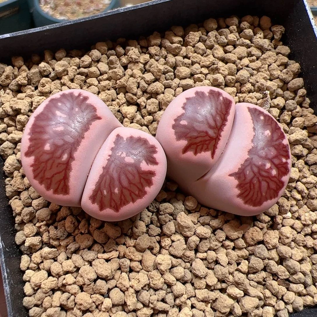 【闪购商品】29 粉菊