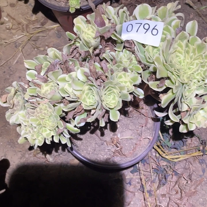 多肉植物法师796绿豆沙缀