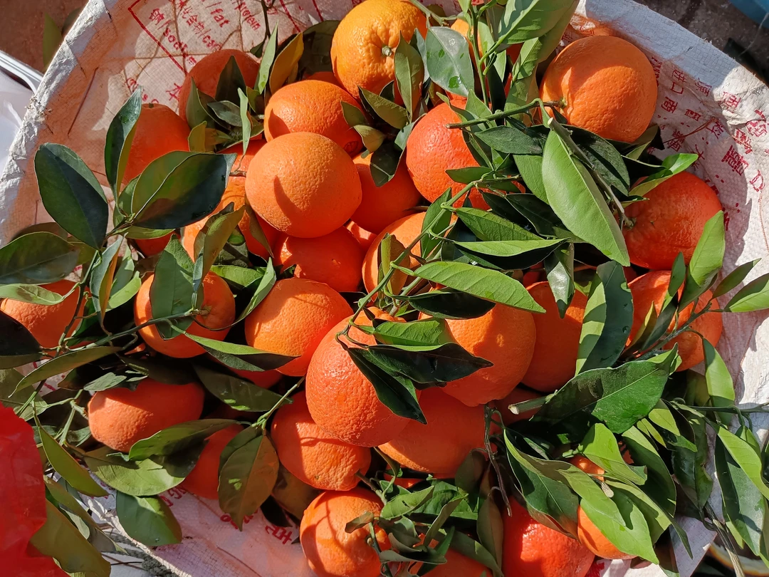 大理山货集市橙子