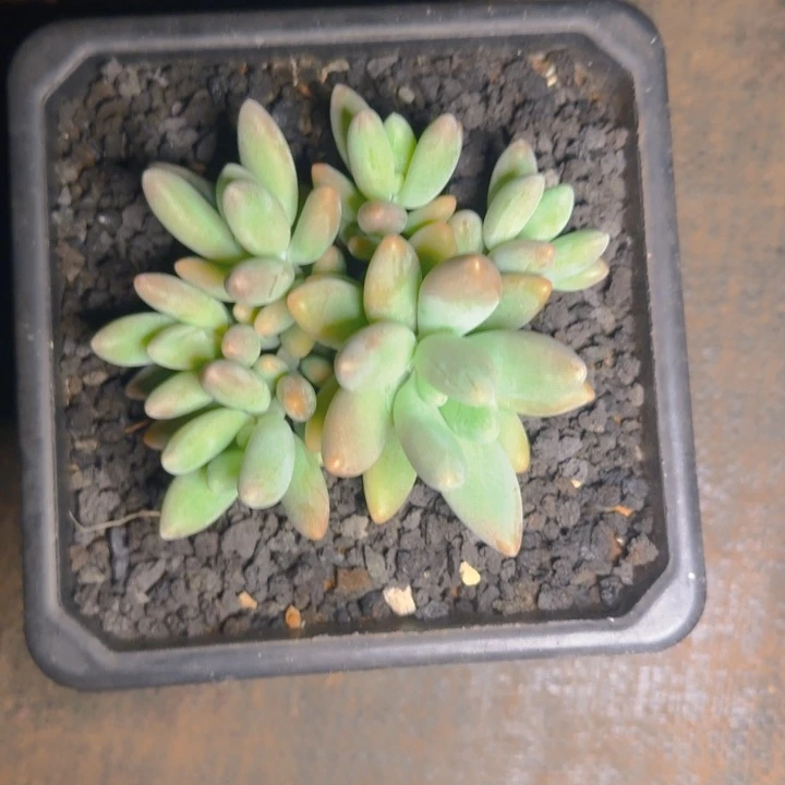 花***带彩带发货111111111111