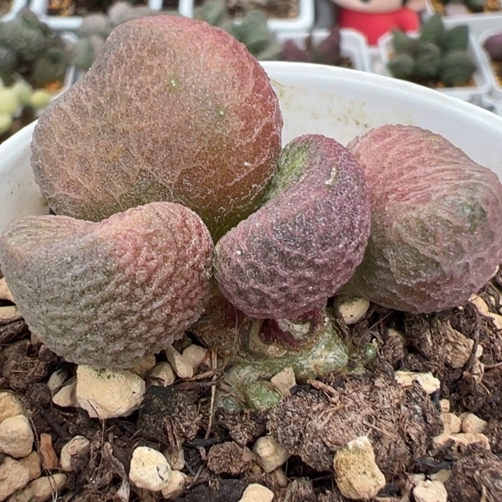 实生新品多头纯木质桩多肉植物