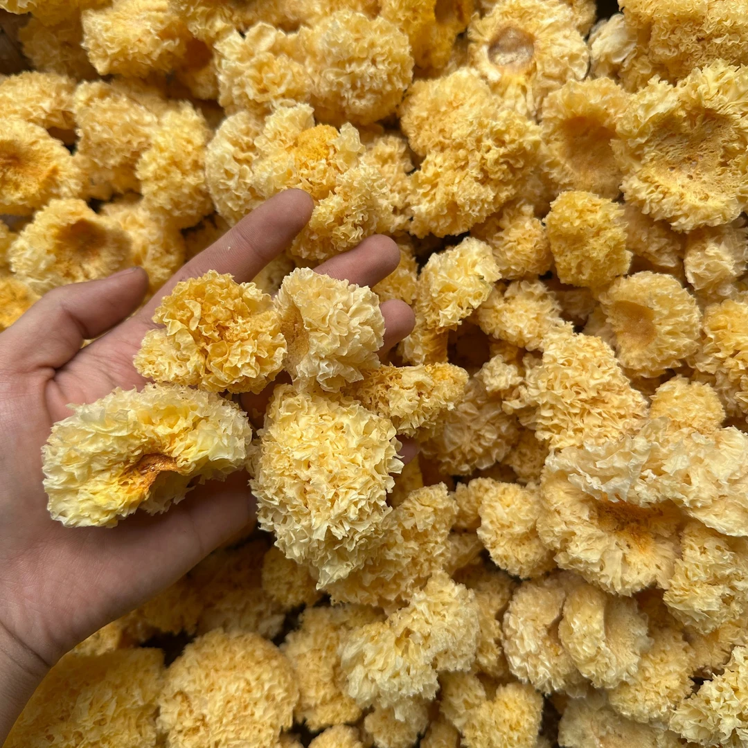 云南大山 农家 小银耳