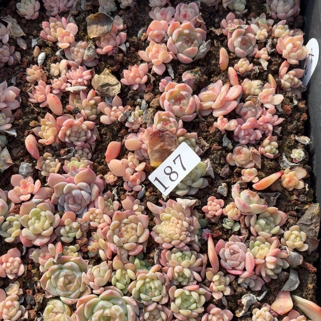 多肉植物多肉植物187