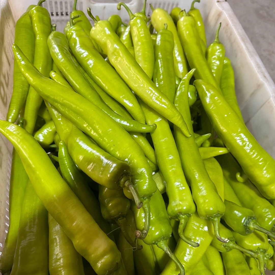 山西长子尖辣椒黄皮椒牛椒产地青椒之乡香辣现采现发包邮