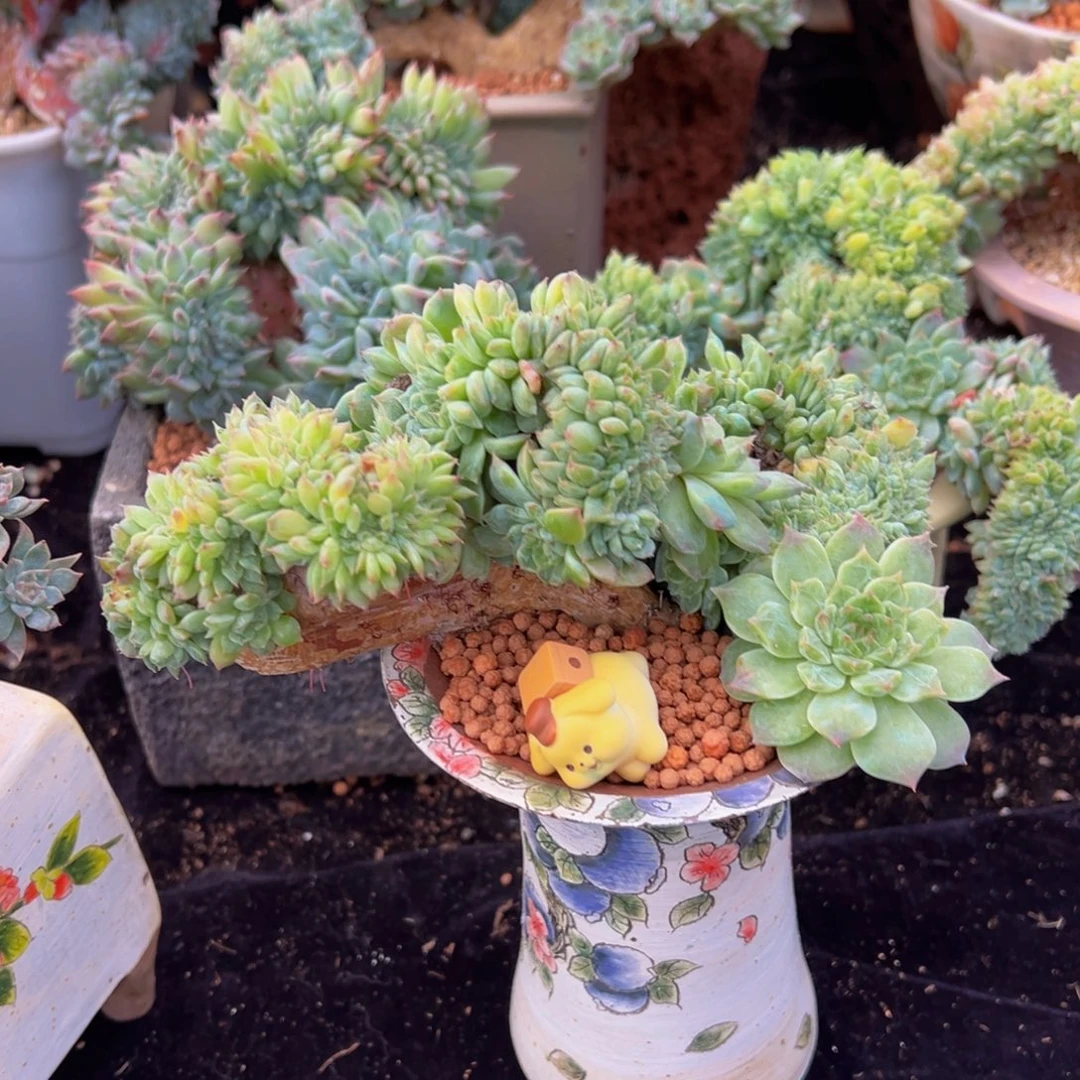 枫叶冰魄缀 天天开心