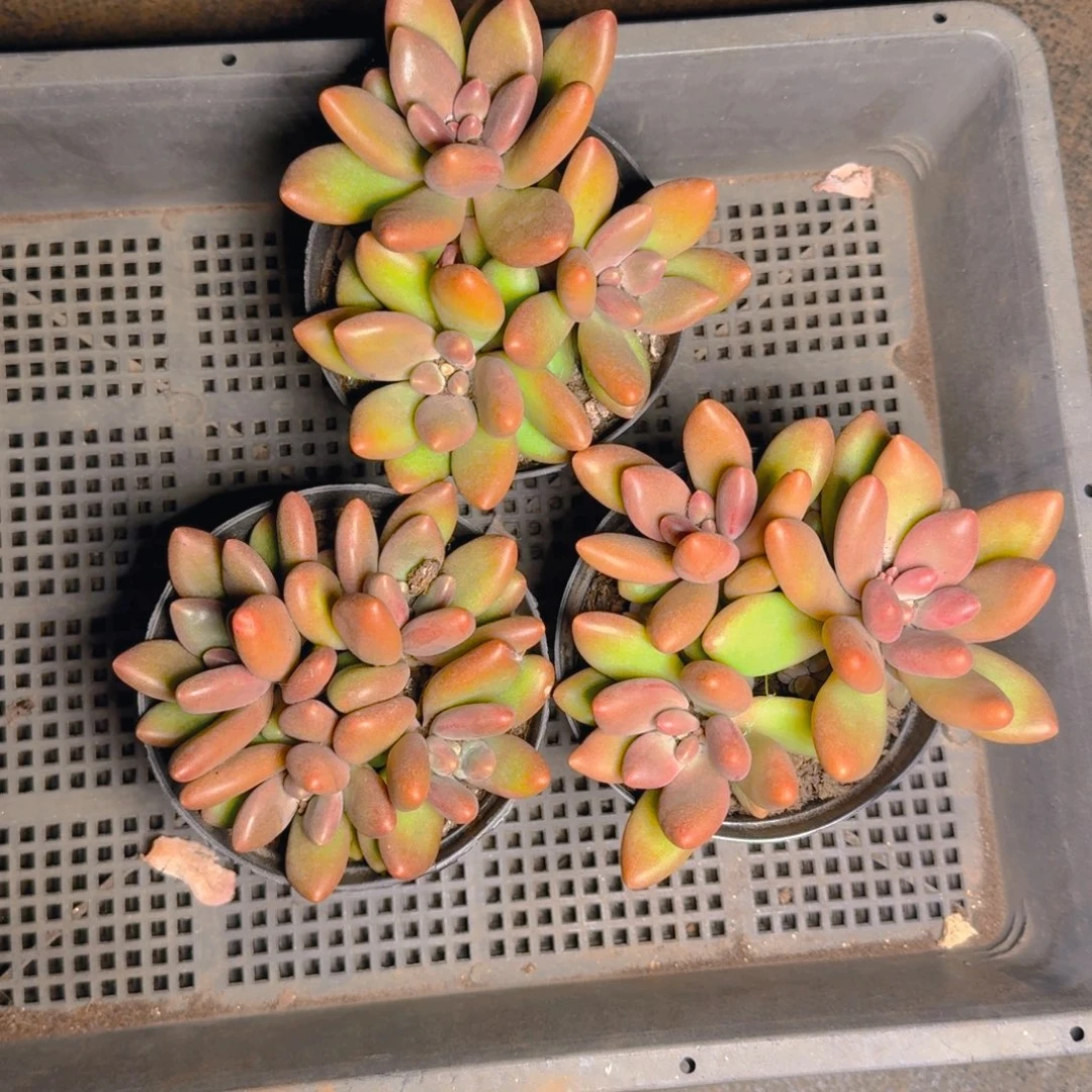 芒果奶3颗福利11111111多肉11111