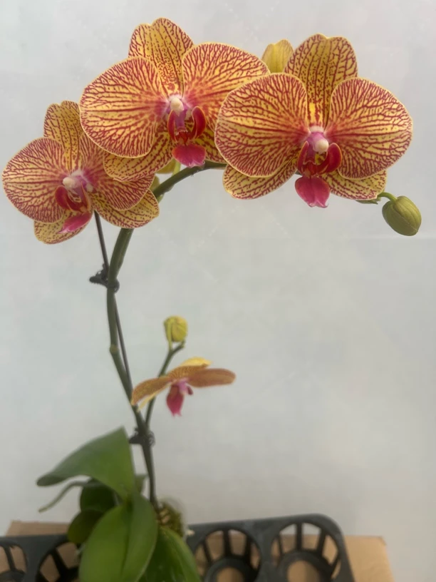 （黄金甲02）蝴蝶兰 花期长 好养护