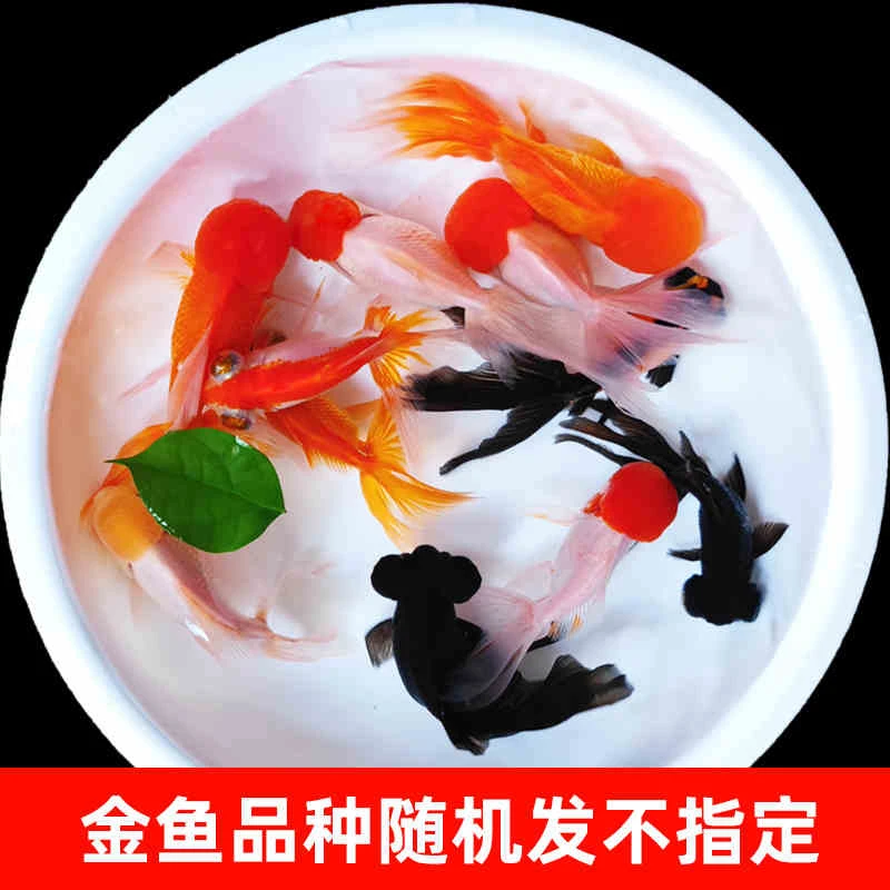 冷水鱼兰寿金鱼小金鱼淡水鱼水族观赏鱼冷水鹦鹉鱼观赏鱼小金鱼