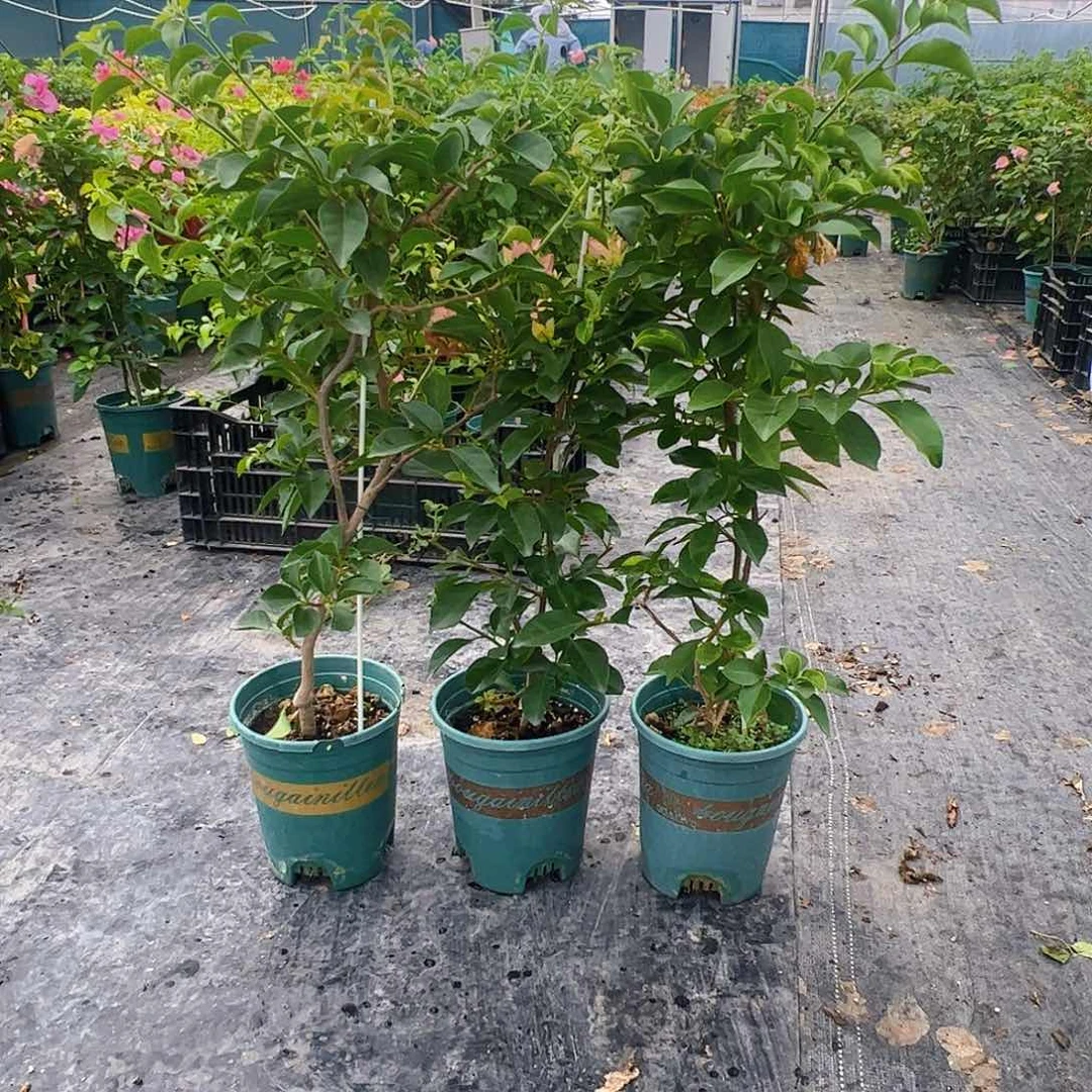 当前无花栽培后可以开花卡亚塔一颗