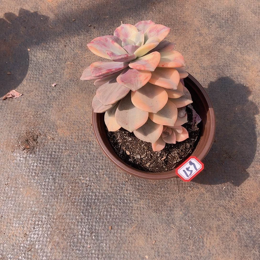 ღ**老三多肉一物一拍家里159紫乐锦