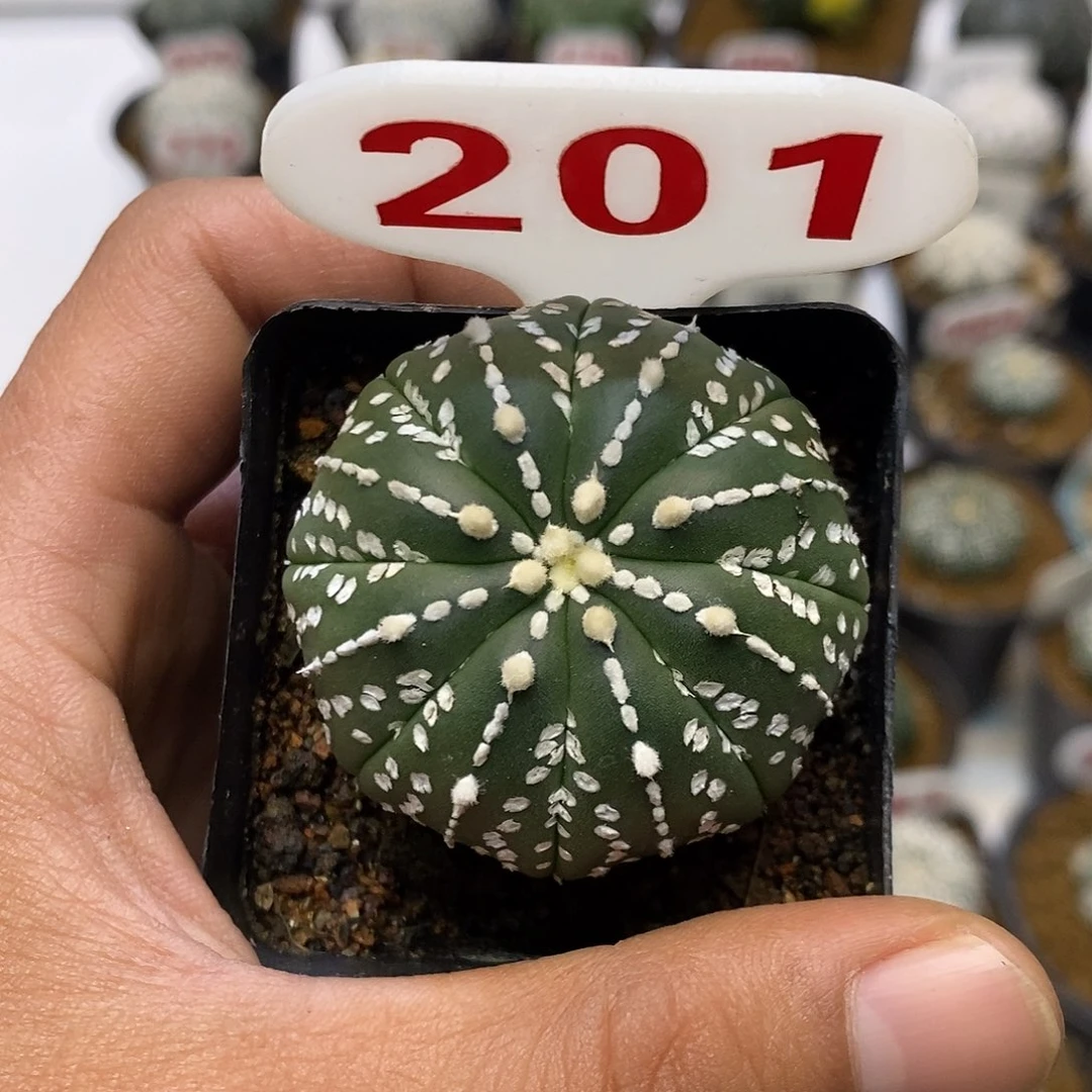 201福利特价咯特价啦