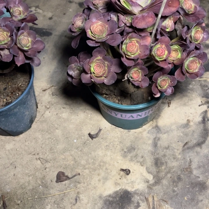 55魅金多肉多肉植物多肉