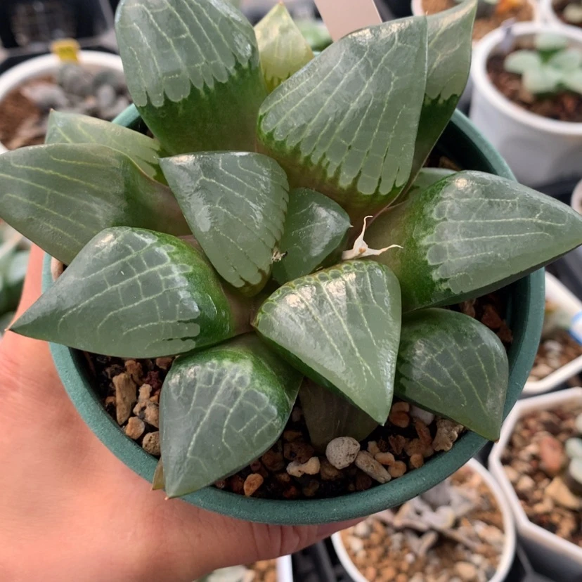 【闪购商品】689阿房宫