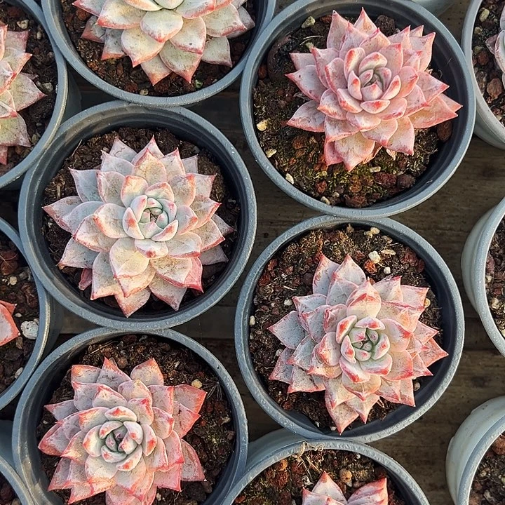 粉蓝鸟    福利多多