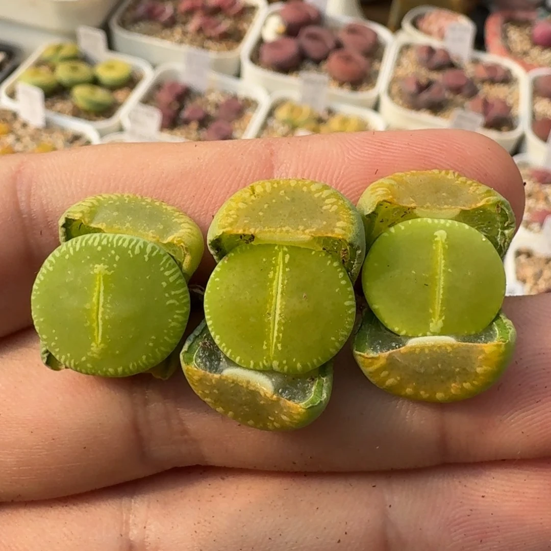 K046绿光阳两年大窗净窗