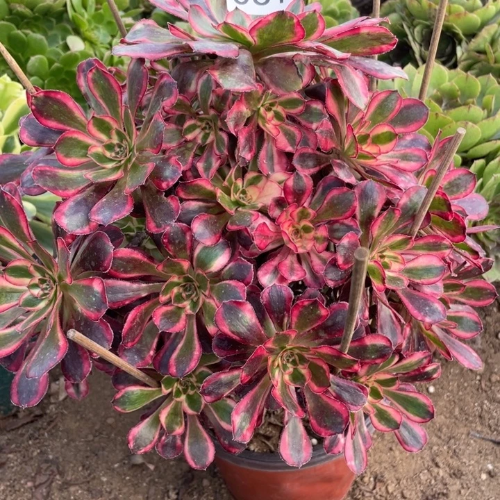 无花朵061多肉植物香奶奶