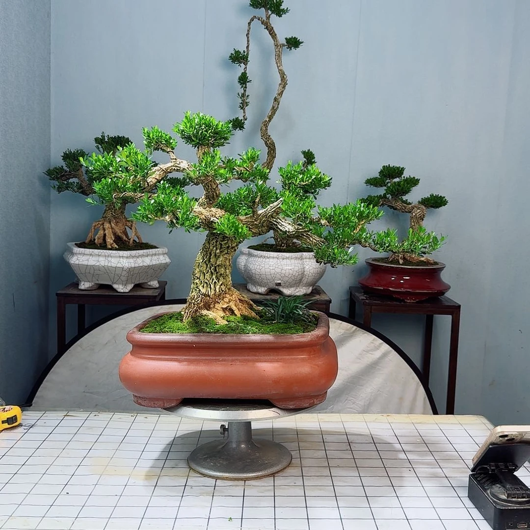 语*广东皱皮雀舌黄杨