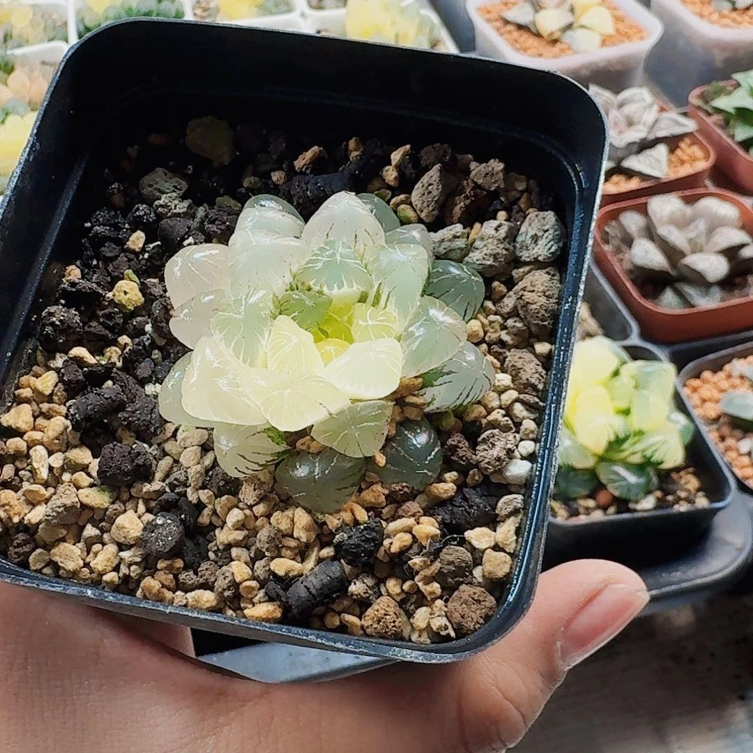 忘***君十二卷实生冰灯锦