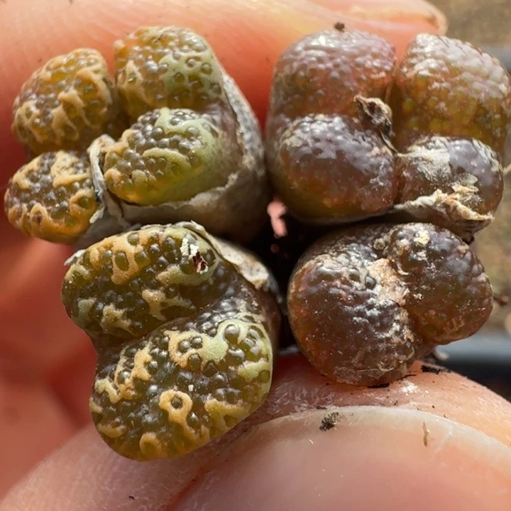 1059两颗六头888800泡泡勋章