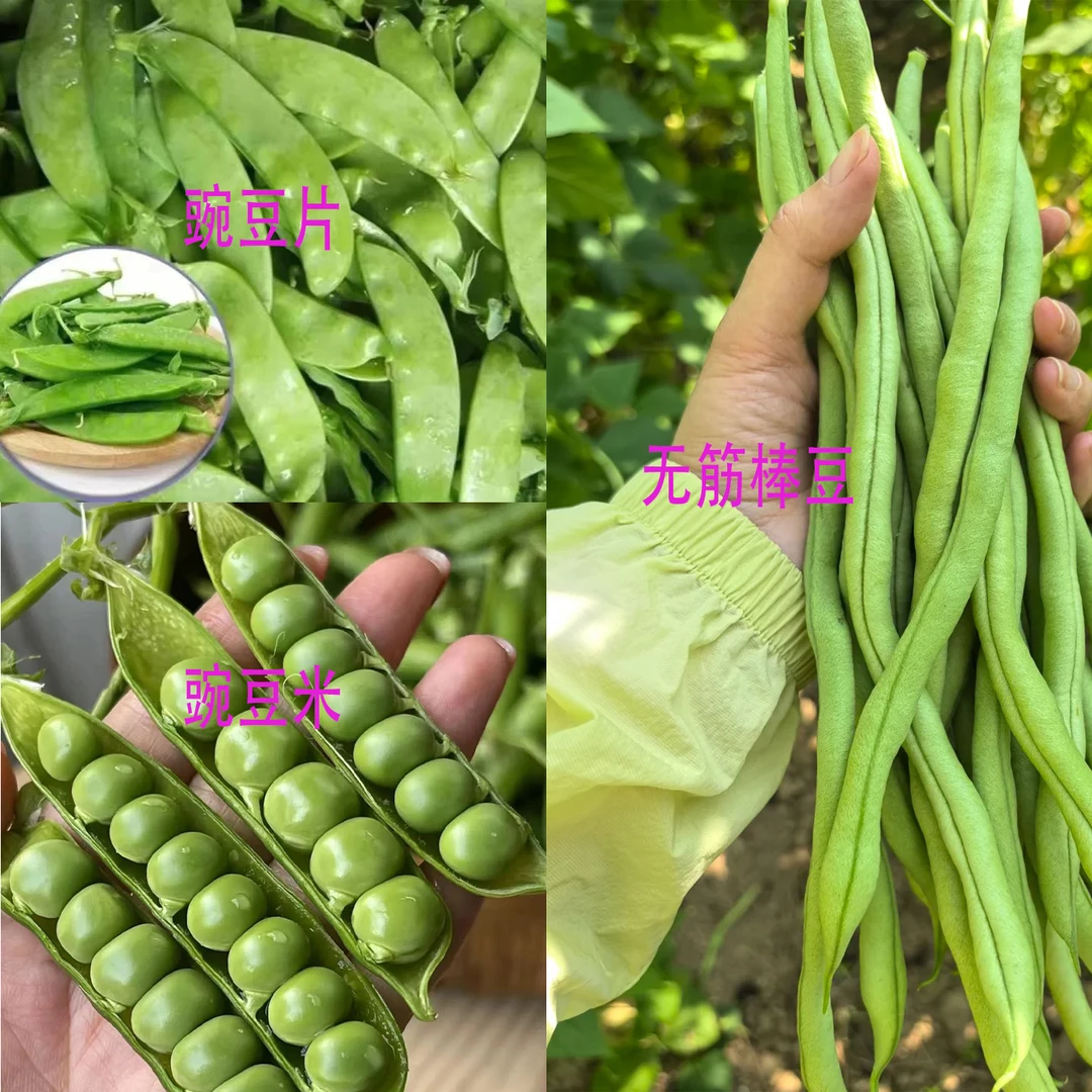 豌豆米豌豆片无筋豆无茎豆棒豆季节性新鲜蔬菜批发