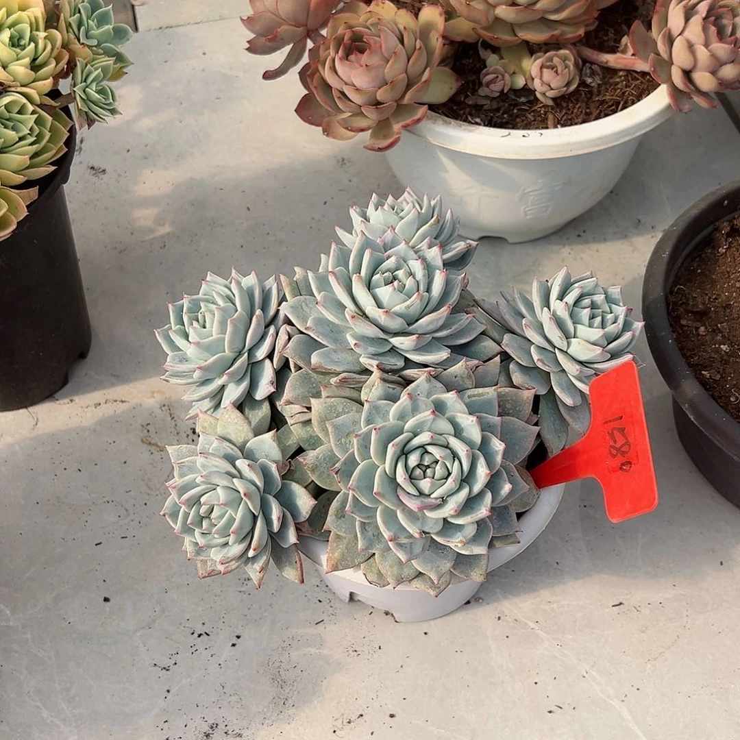 桃**猫1580粉蓝鸟多肉植物