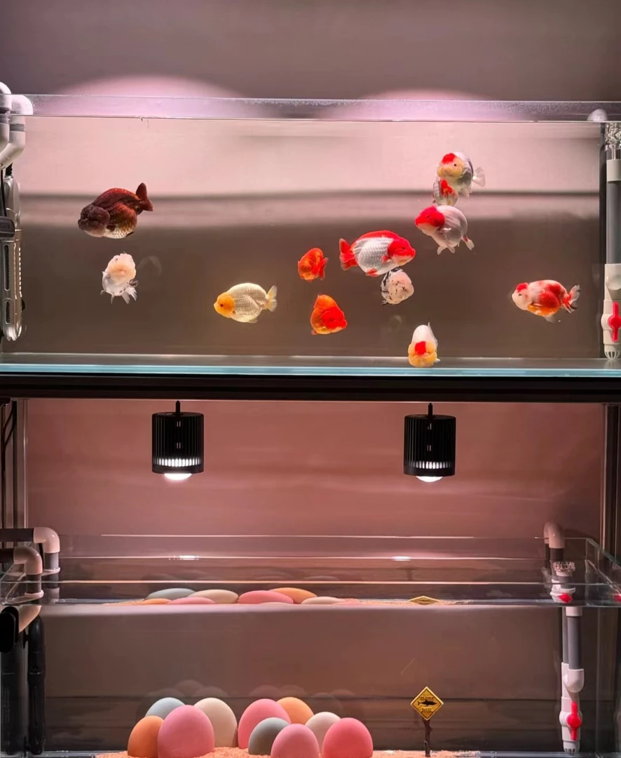 老鱼友高定饲料鱼爱吃