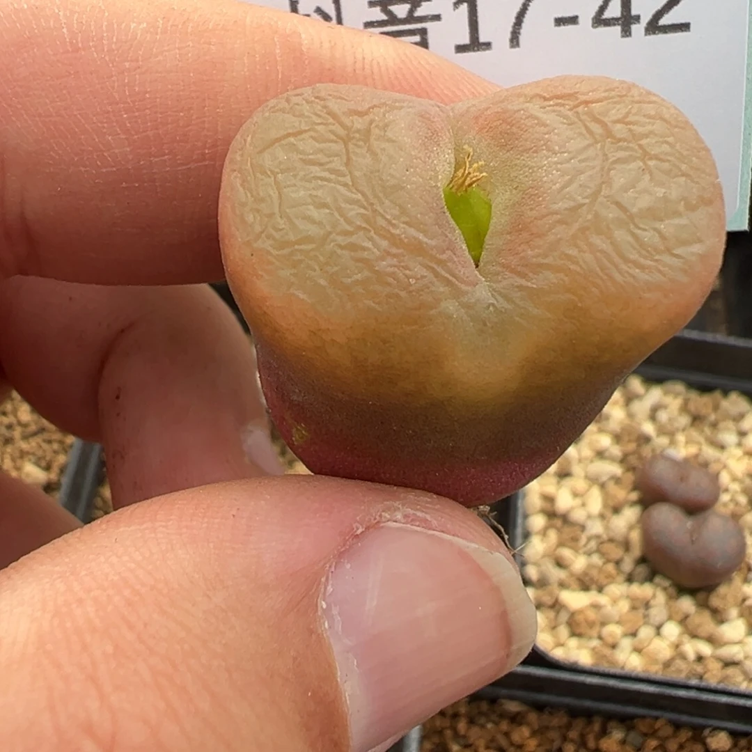 17-42蟠桃毛汉尼多肉