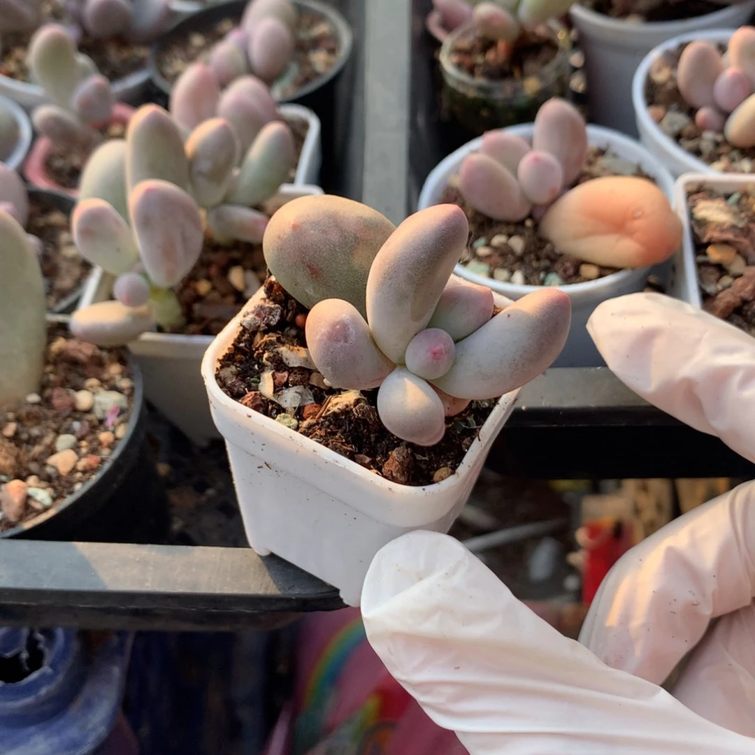 米可奶酪多肉 有点弱锦母叶化水